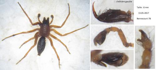 Réf. 195 153 : Clubiona lutescens